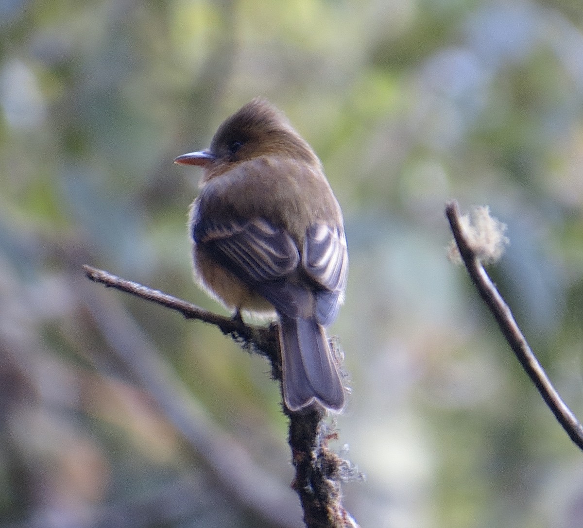 Ochraceous Pewee - ML203151231