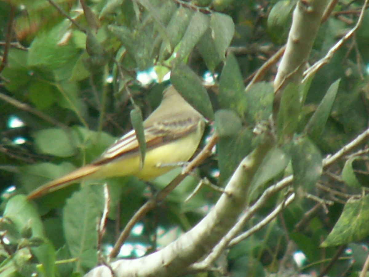 Great Crested Flycatcher - Eric Haskell