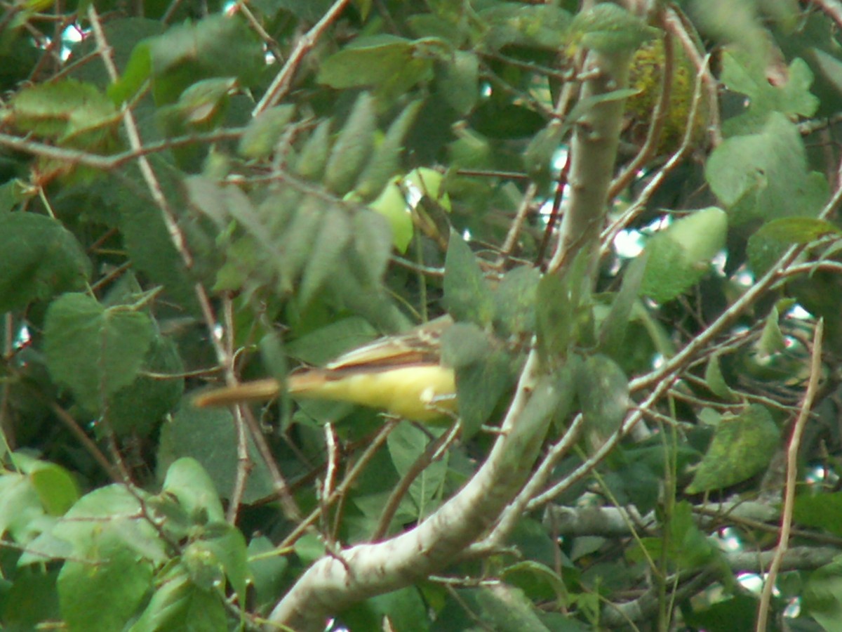 Great Crested Flycatcher - ML203151681