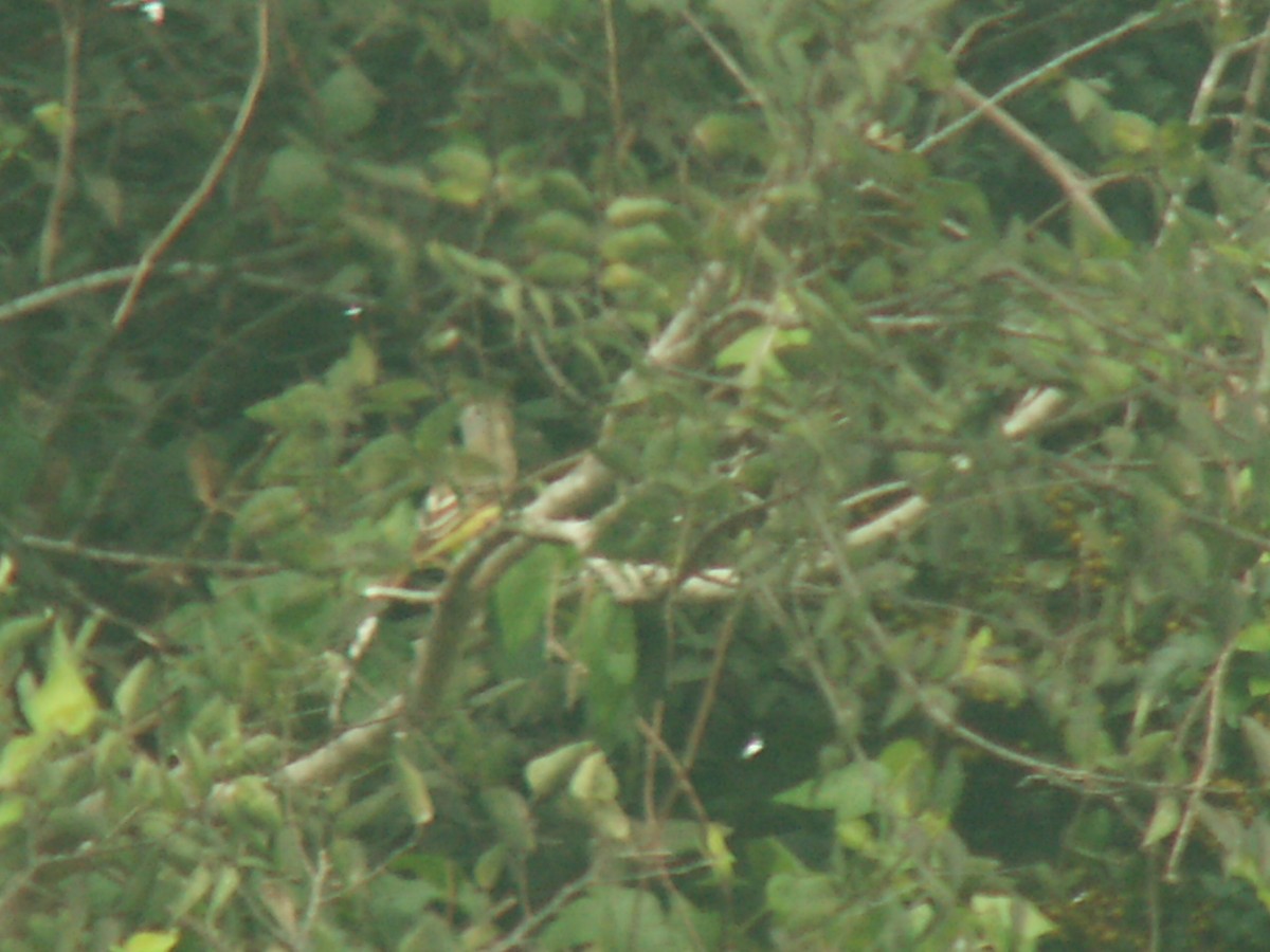 Great Crested Flycatcher - ML203151691