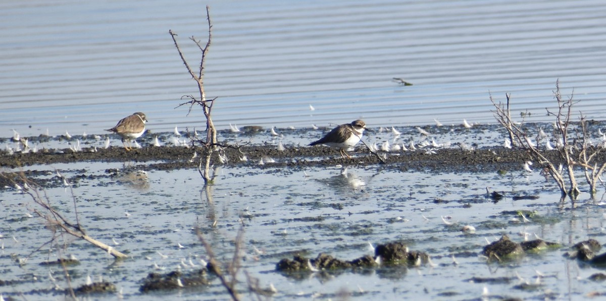 Semipalmated Plover - ML203152121