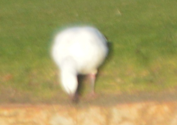 Ross's Goose - ML203154331