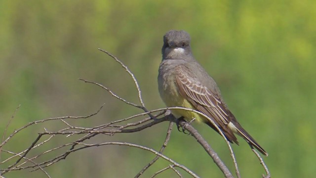 Cassin's Kingbird - ML203155661