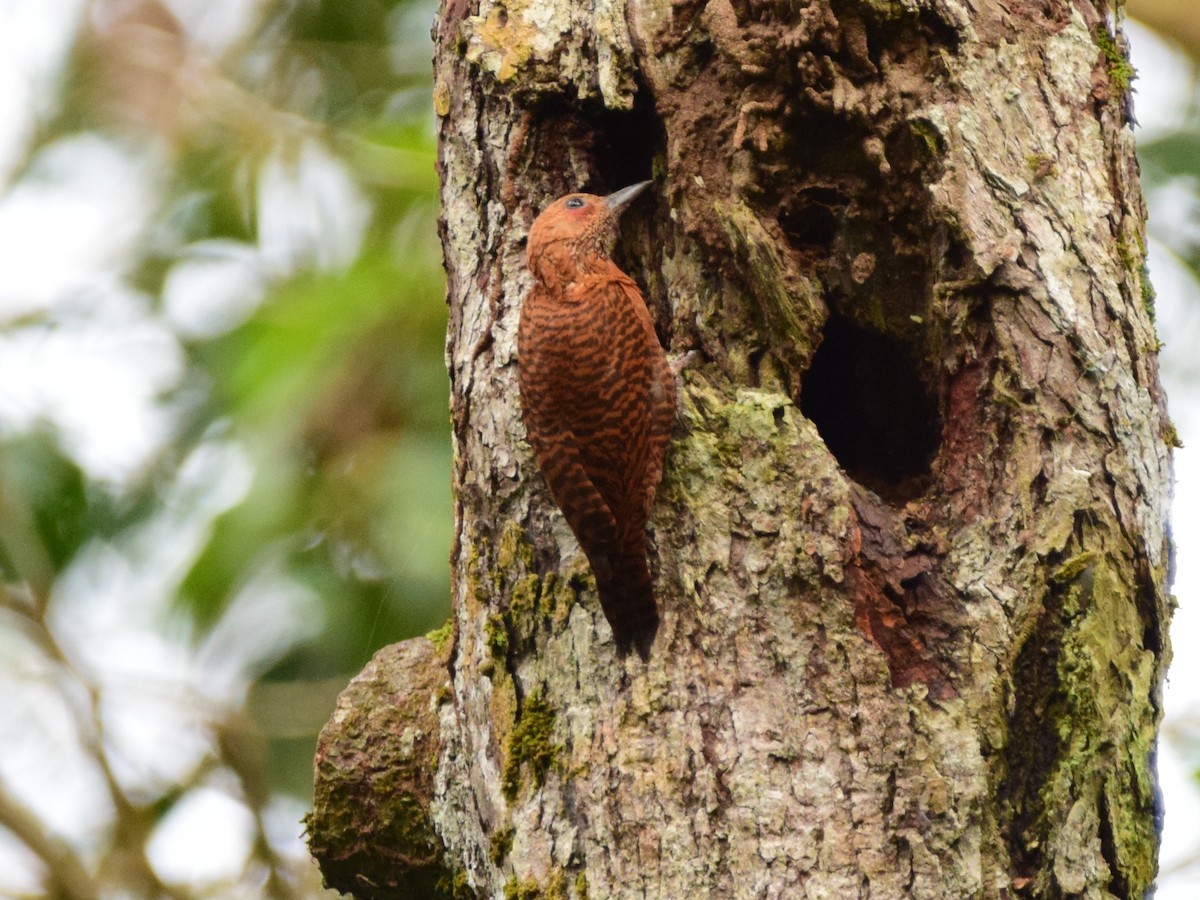 Rufous Woodpecker - ML203155671