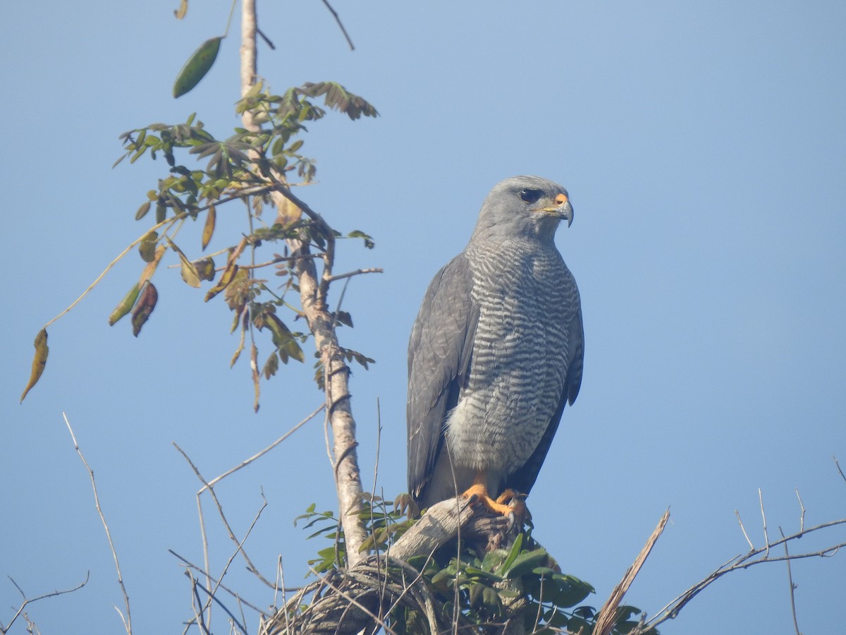 Gray Hawk - ML203155811