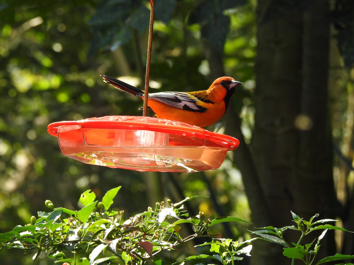 Streak-backed Oriole - ML203156781