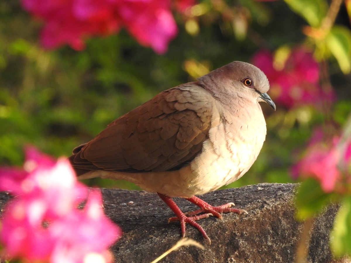 White-tipped Dove (White-tipped) - ML203156841