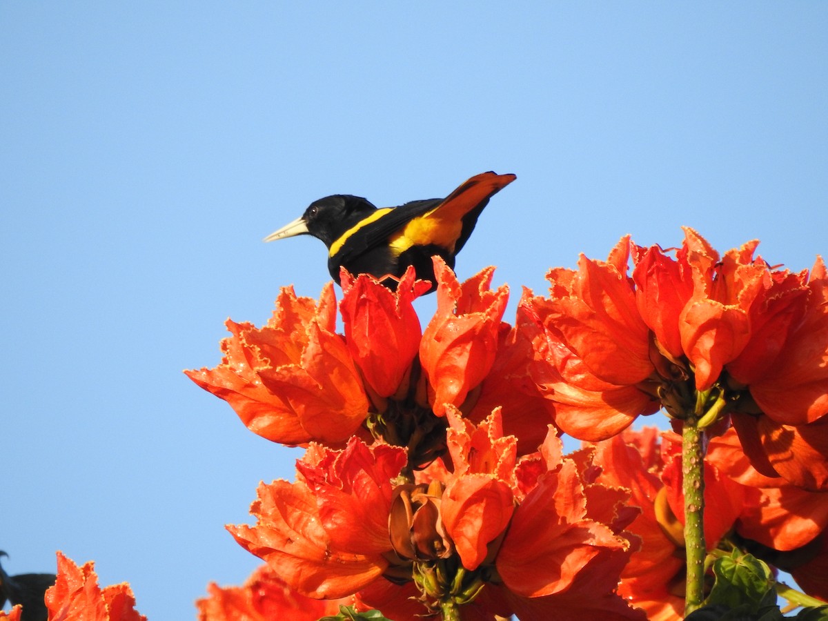 Yellow-winged Cacique - ML203156941