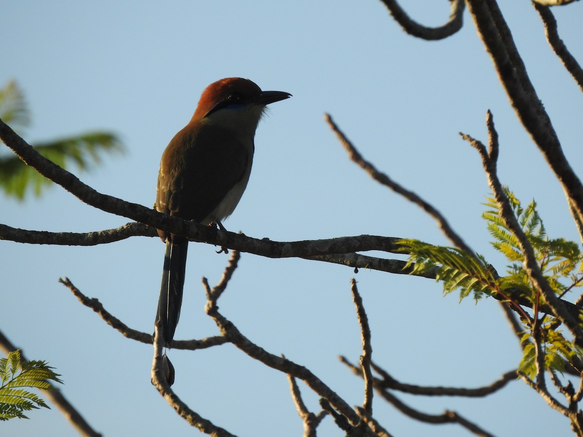 Motmot à tête rousse - ML203157011