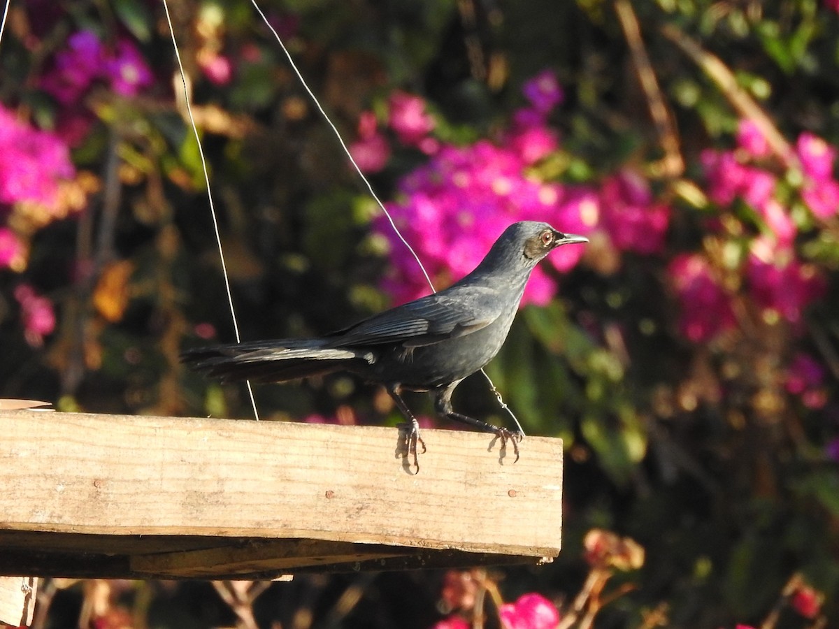 Blue Mockingbird - ML203157041