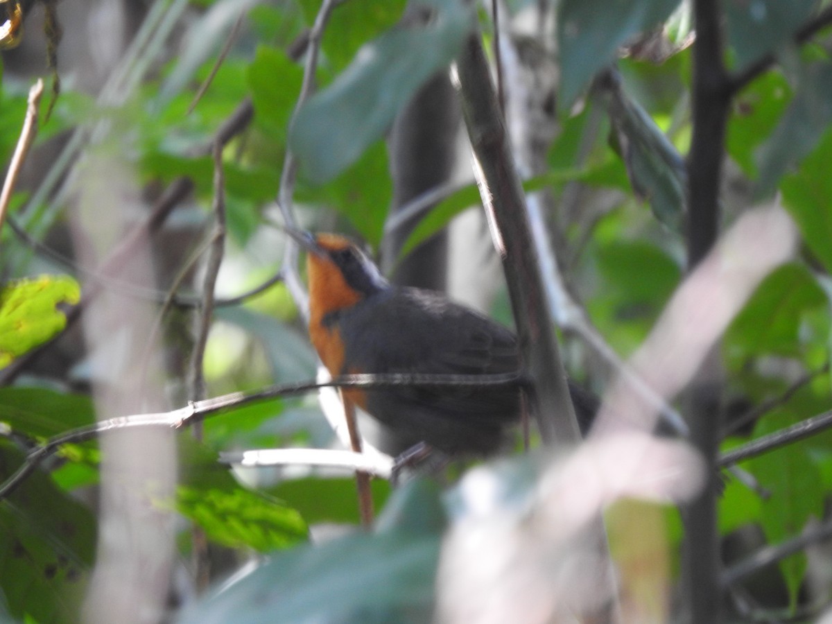 Rosy Thrush-Tanager - ML203157141