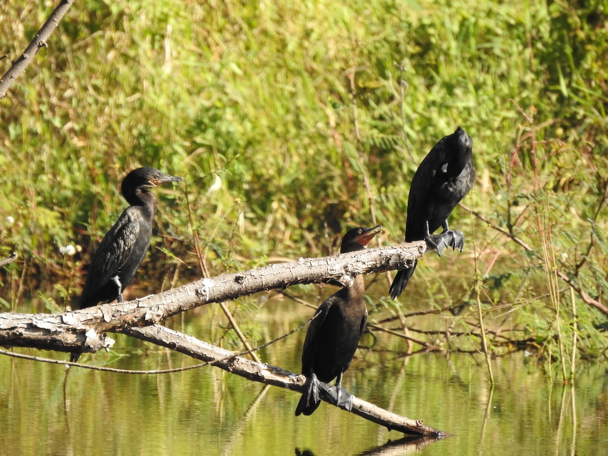 Neotropic Cormorant - Monte Neate-Clegg