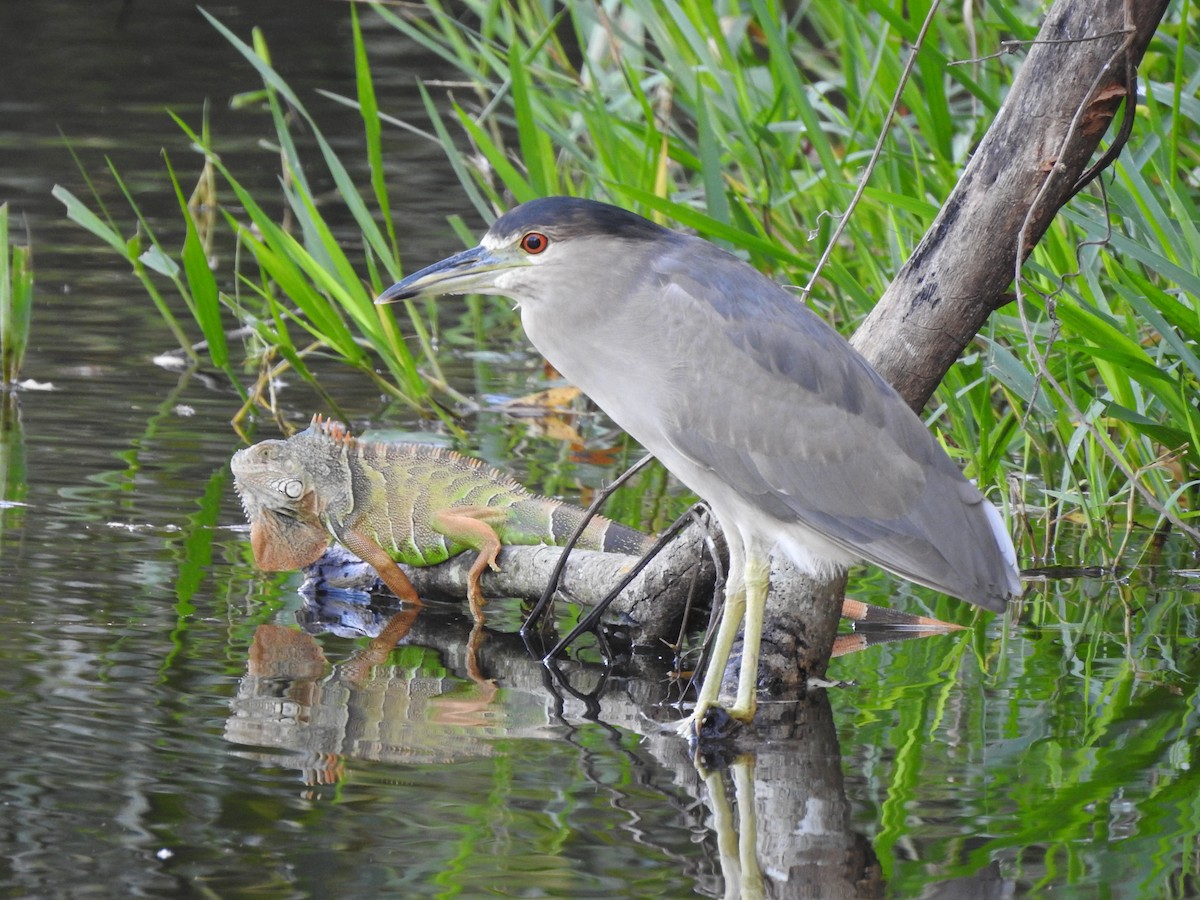 Black-crowned Night Heron - ML203157361