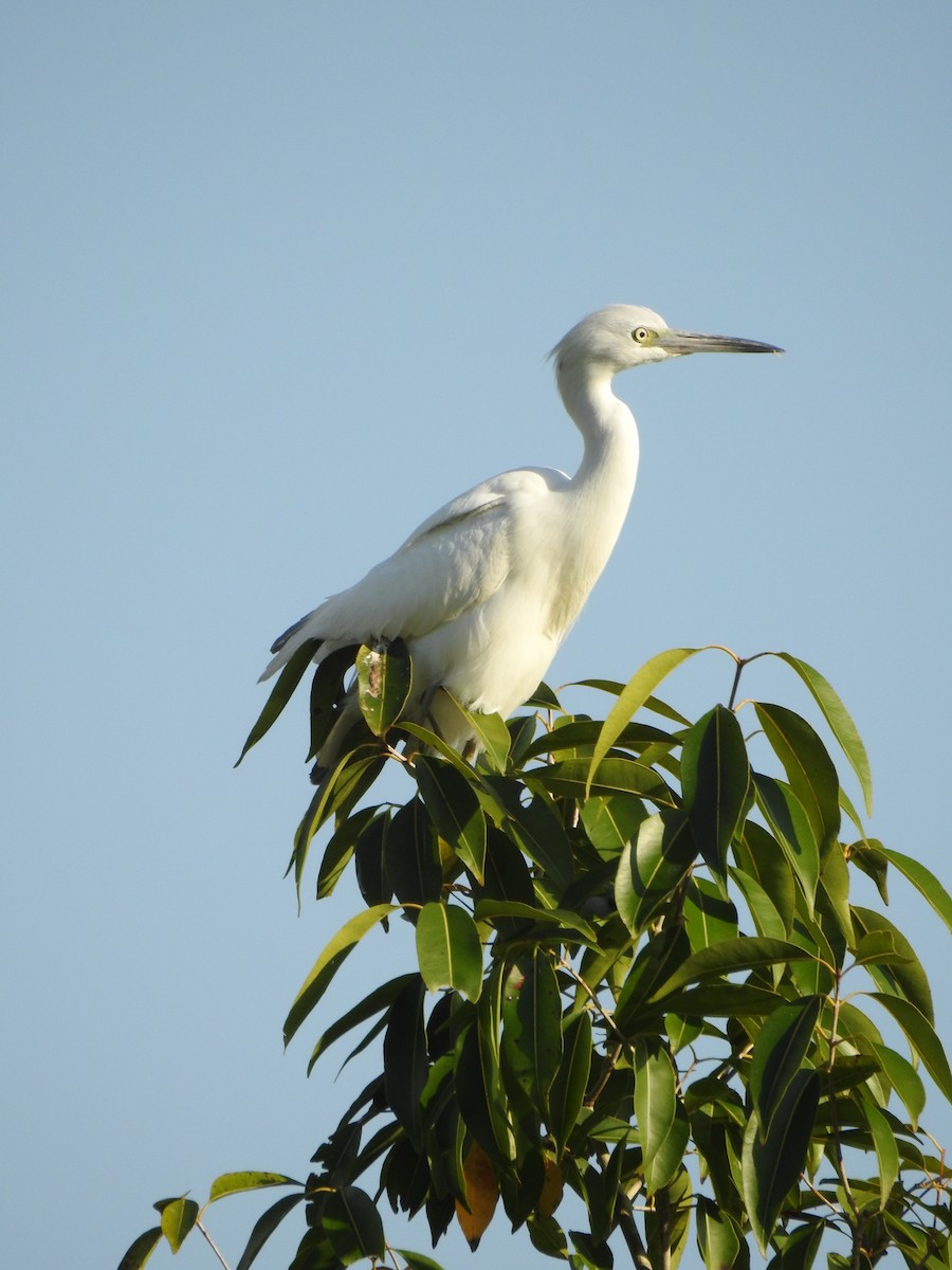 Little Blue Heron - ML203157401