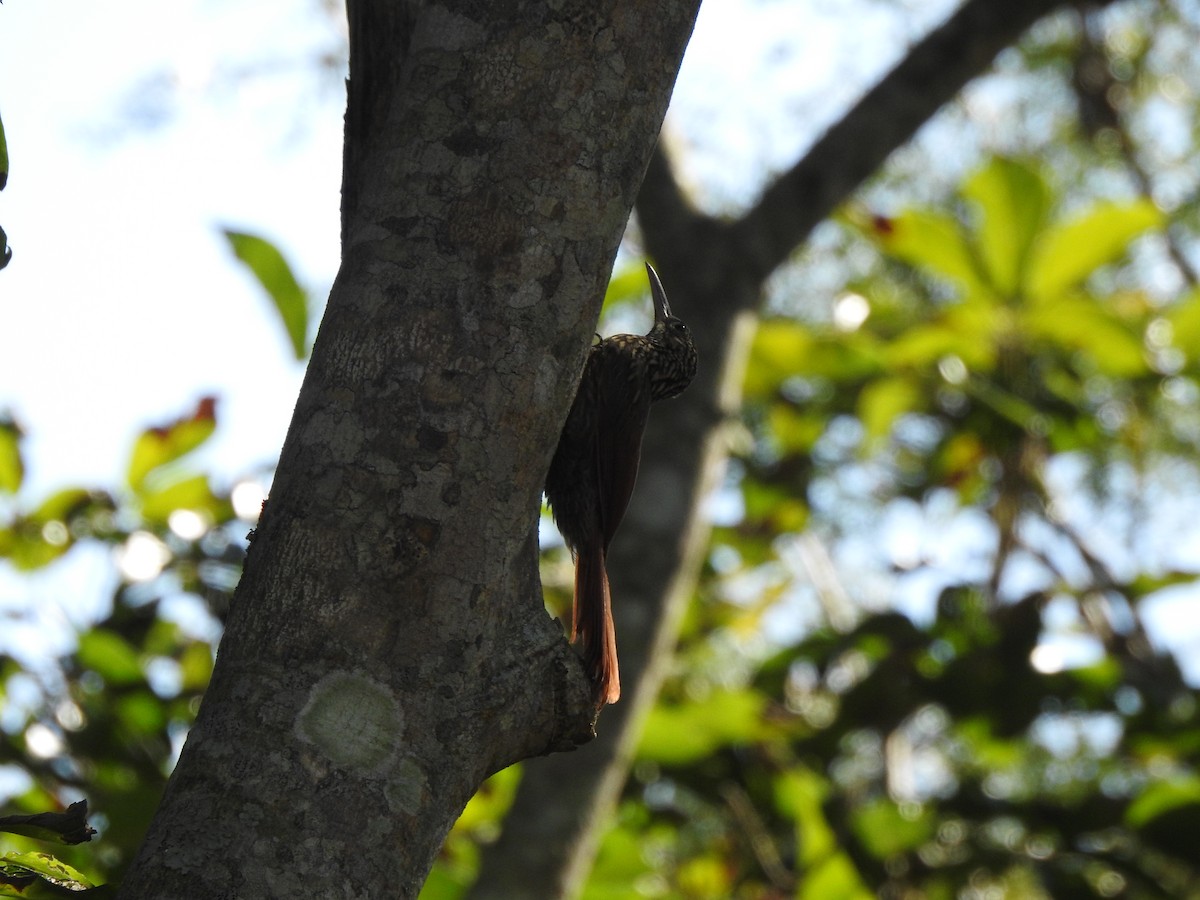 Ivory-billed Woodcreeper - ML203157471