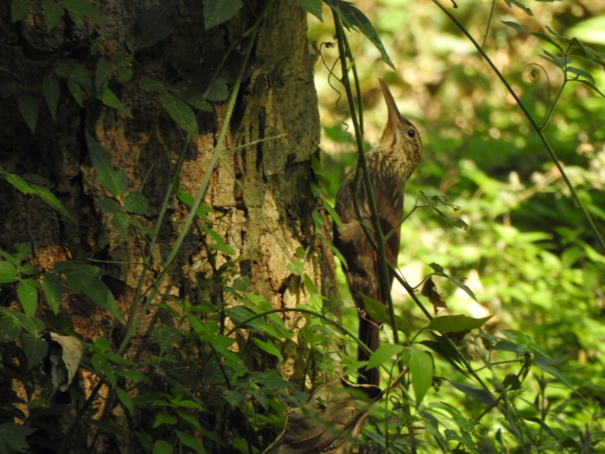 Ivory-billed Woodcreeper - ML203157481