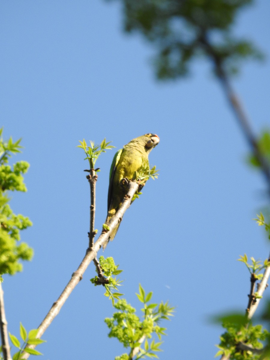 Aratinga Frentinaranja - ML203157561