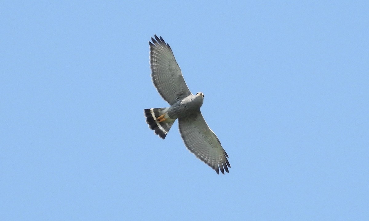 Gray Hawk - ML203158161