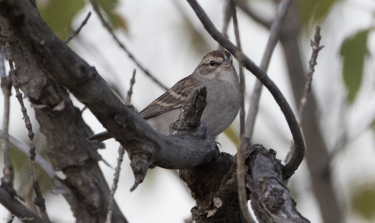 Chipping Sparrow - ML20315991