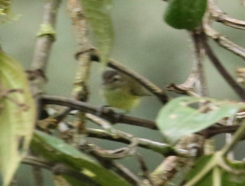 Brown-capped Vireo - Jon Pleizier