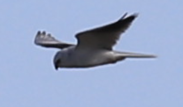 White-tailed Kite - ML203160201