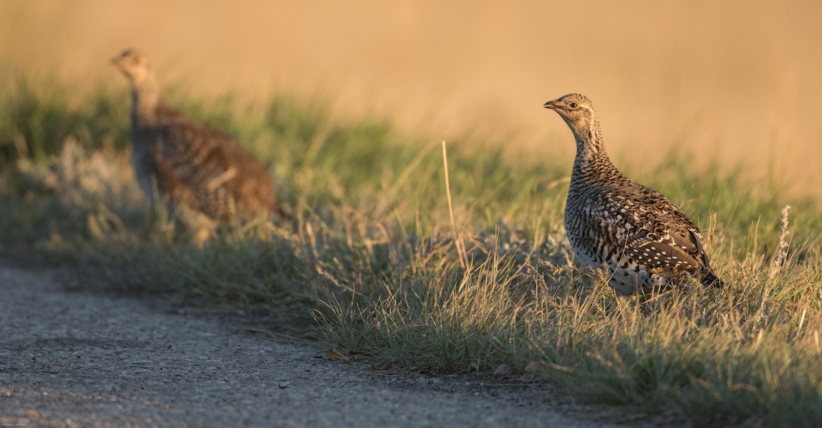 Sharp-tailed Grouse - ML20316041