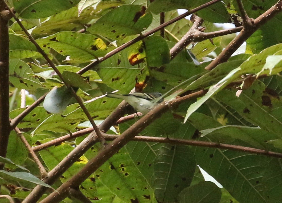 White-tailed Tyrannulet - Jon Pleizier