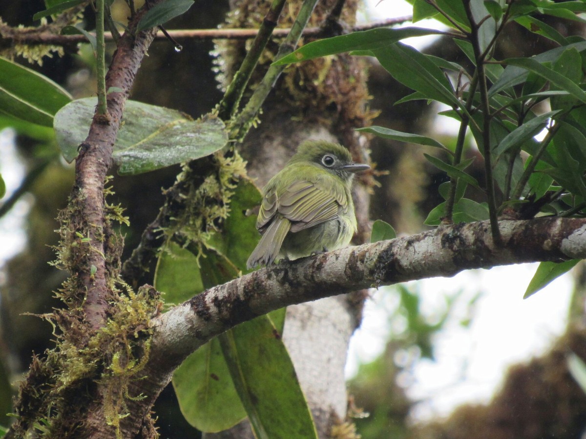 Eye-ringed Flatbill - Kevin Nûñez Vega