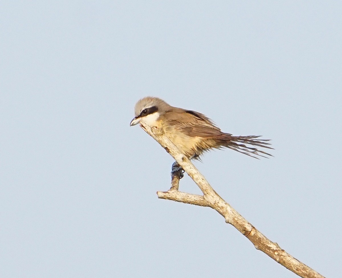 Brown Shrike (Philippine) - ML203161331