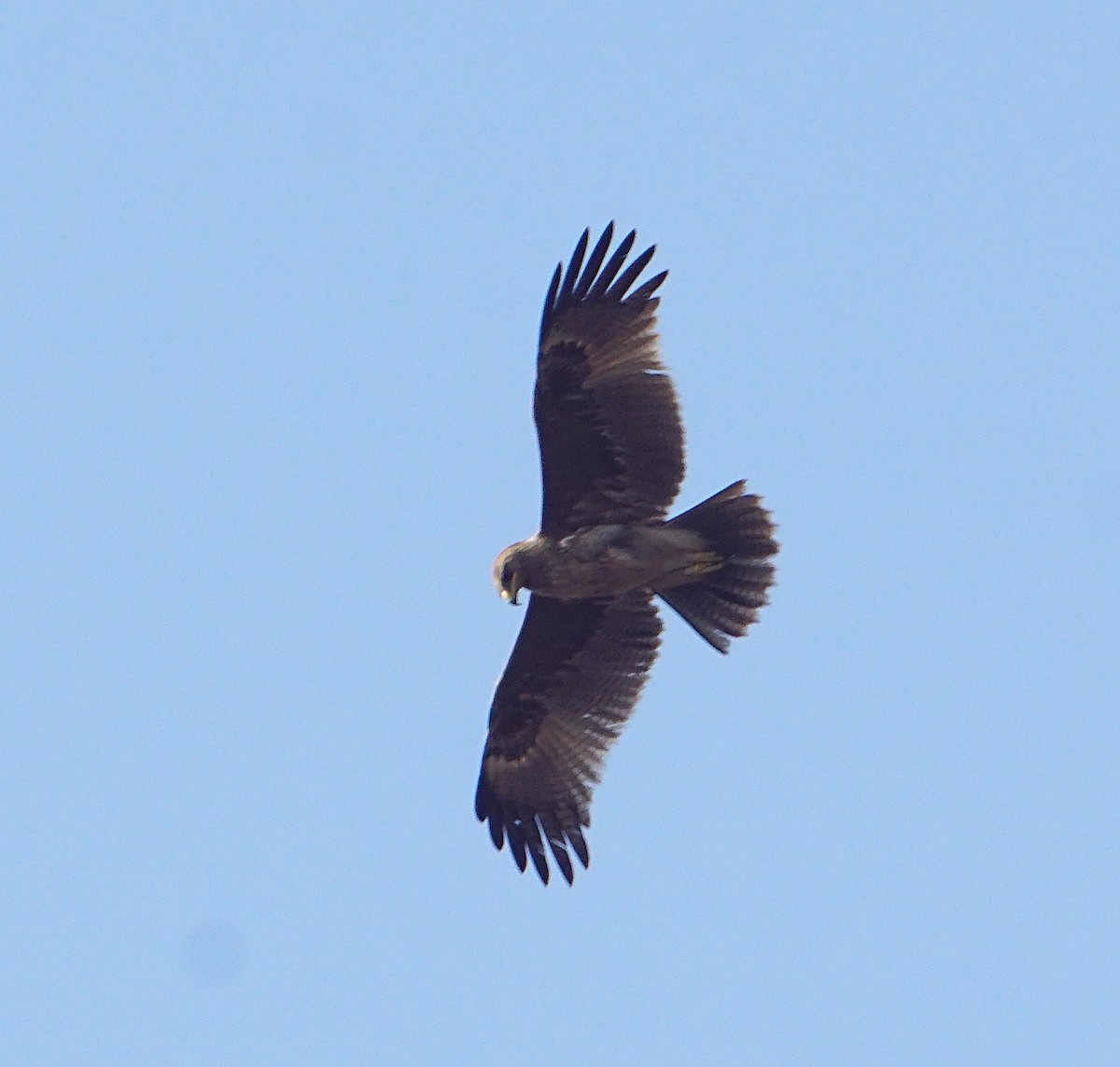 Indian Spotted Eagle - ML203162011