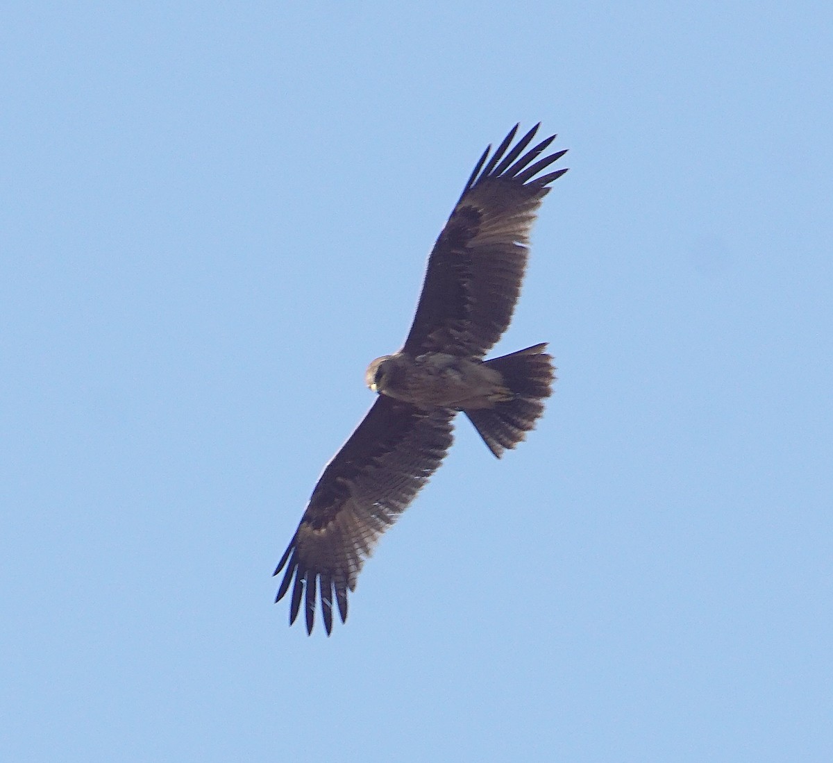 Indian Spotted Eagle - ML203162031