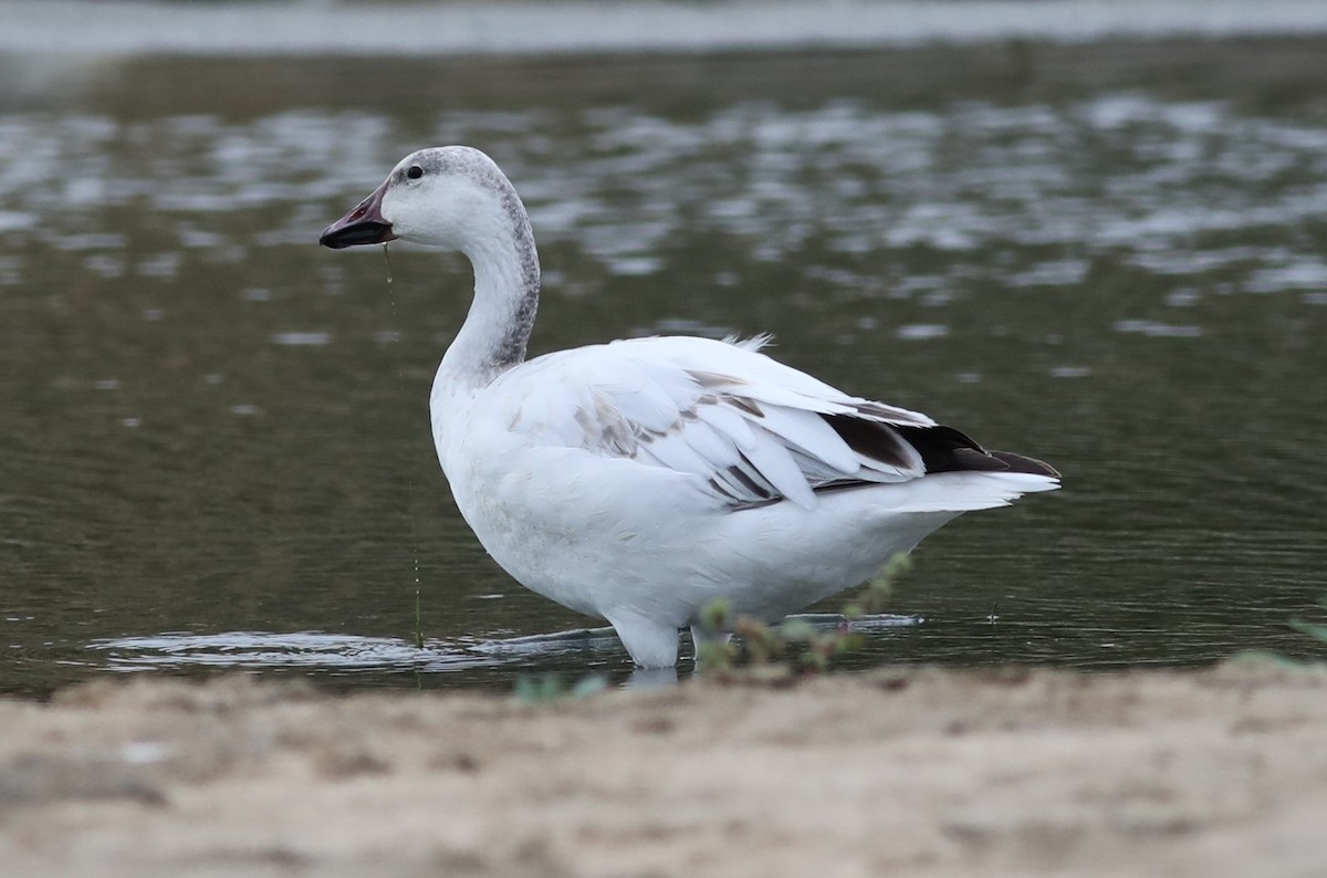 Snow Goose - ML203162281