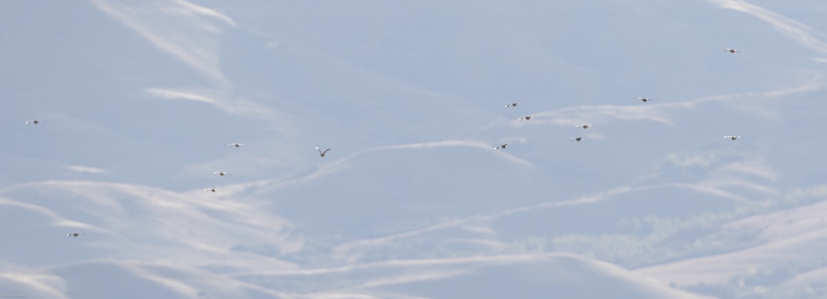 Sharp-tailed Grouse - ML20316301