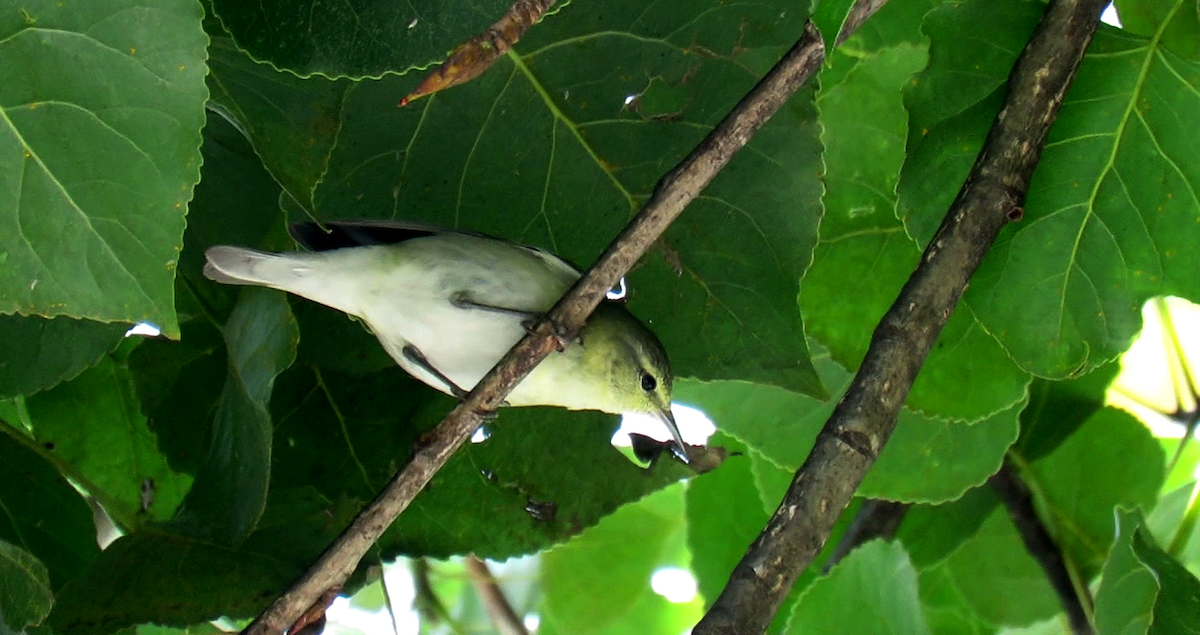 Tennessee Warbler - ML203163491