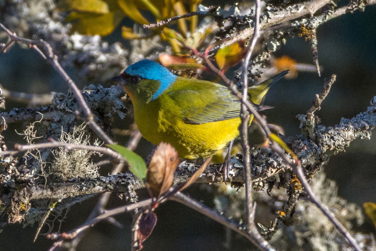 Elegant Euphonia - Juan Miguel Artigas Azas