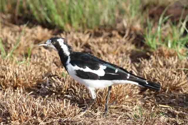 Magpie-lark - ML203164321