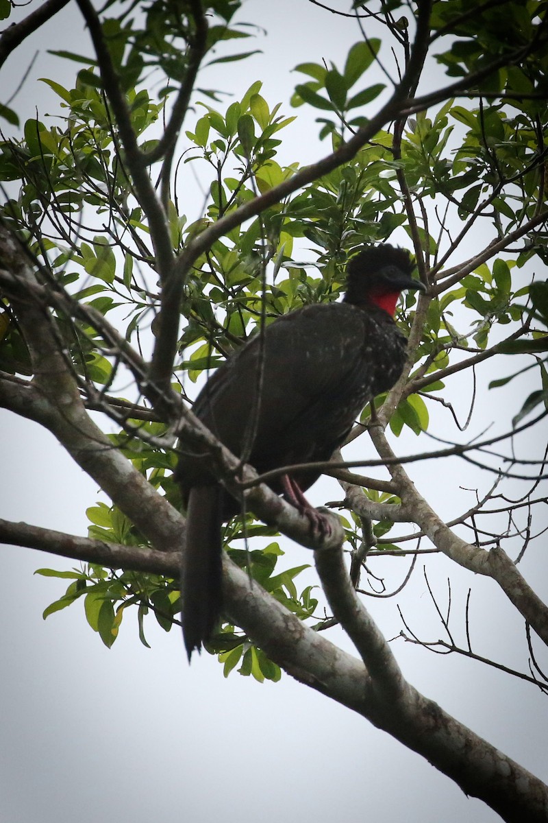 Crested Guan - ML203165651