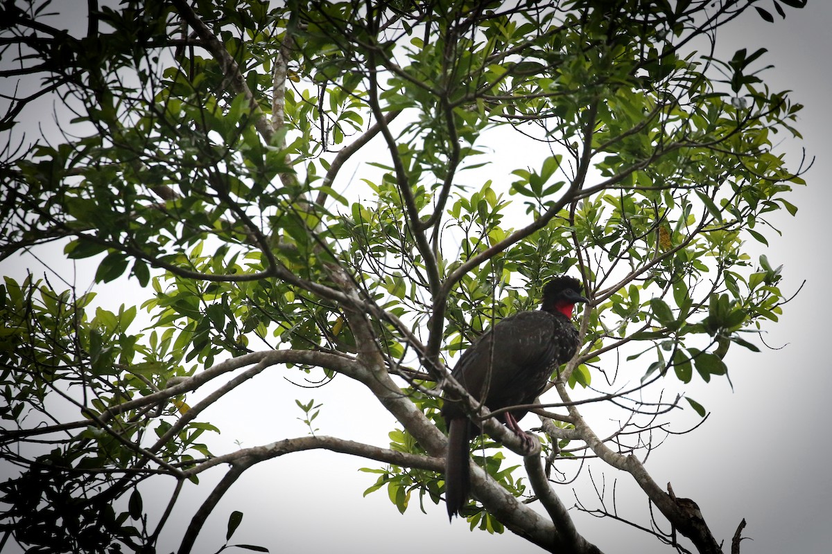 Crested Guan - ML203165691
