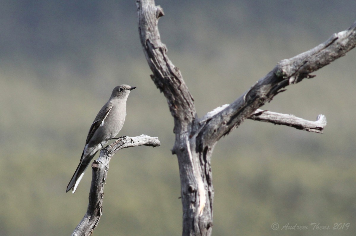 Townsend's Solitaire - ML203166601