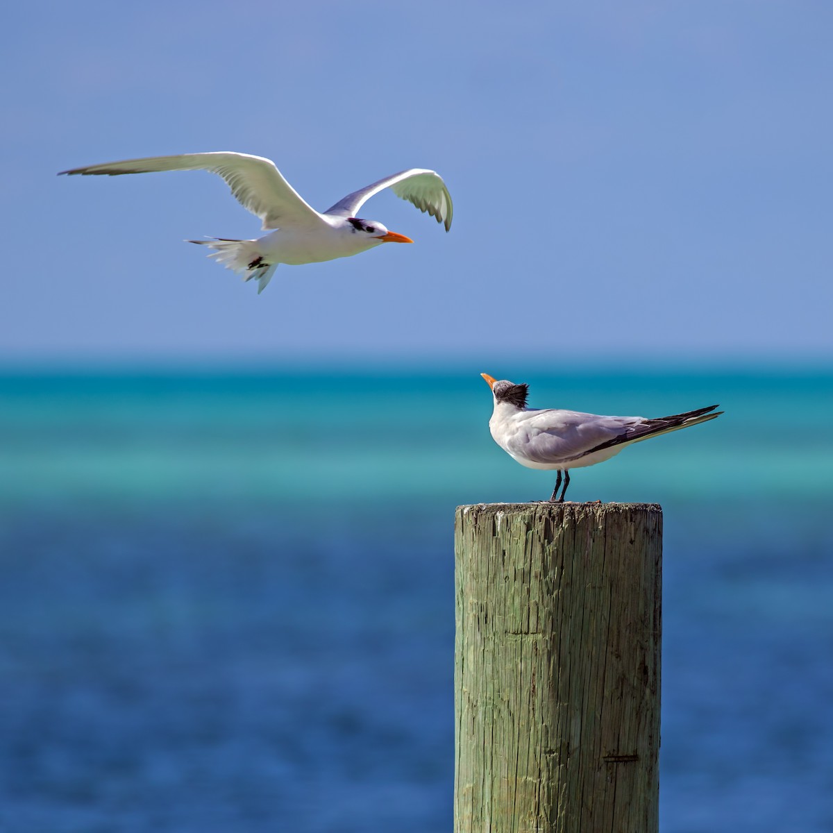 Royal Tern - ML203167121