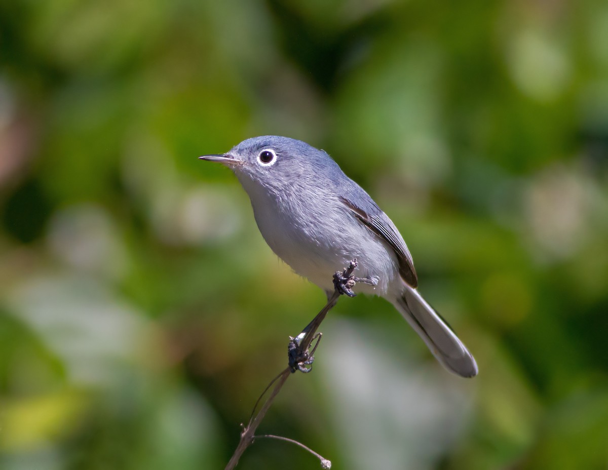Blue-gray Gnatcatcher - ML203167611