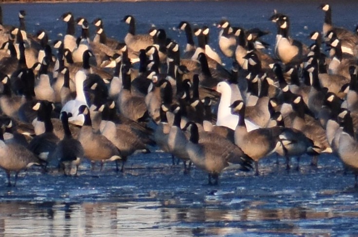 Ross's Goose - ML203167741