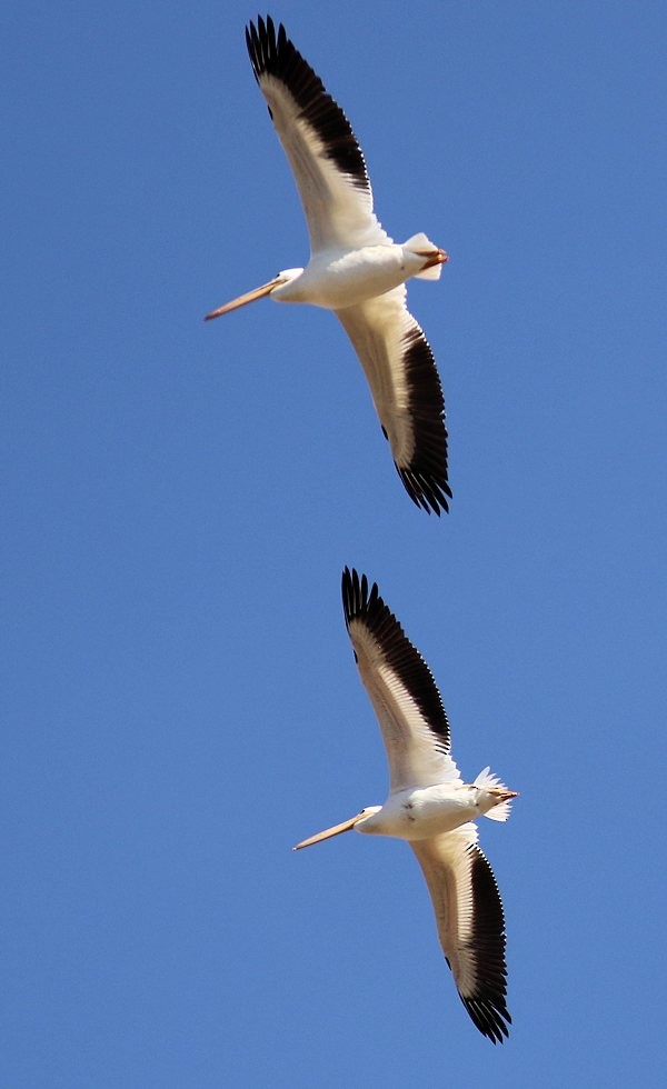 American White Pelican - Henry Detwiler