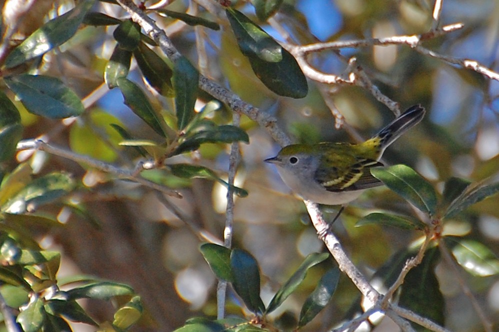 Chestnut-sided Warbler - ML203170701