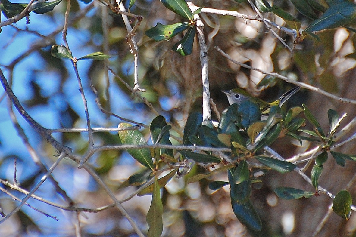 Chestnut-sided Warbler - ML203170731