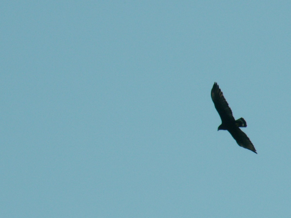 Zone-tailed Hawk - Eric Haskell