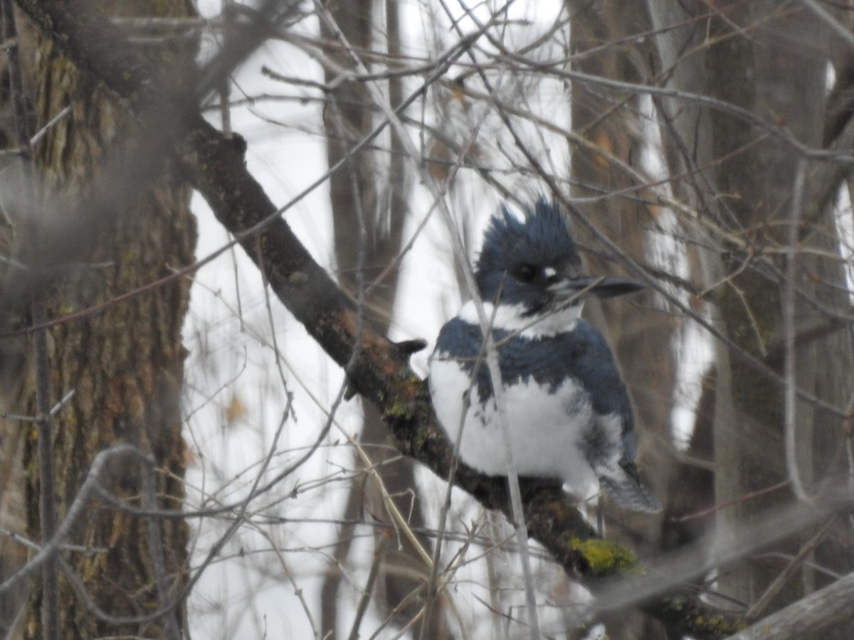 Belted Kingfisher - Annie & Paul Mueller