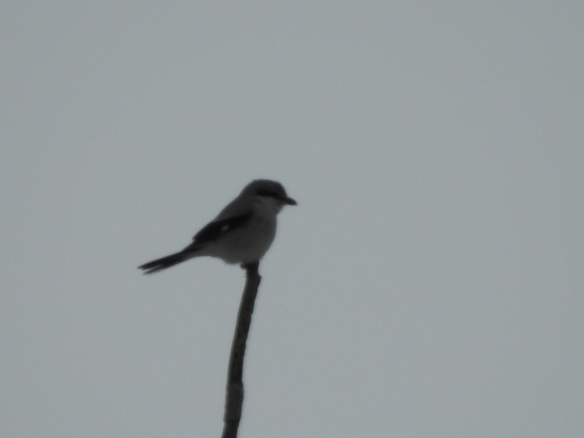 Northern Shrike - ML203170961