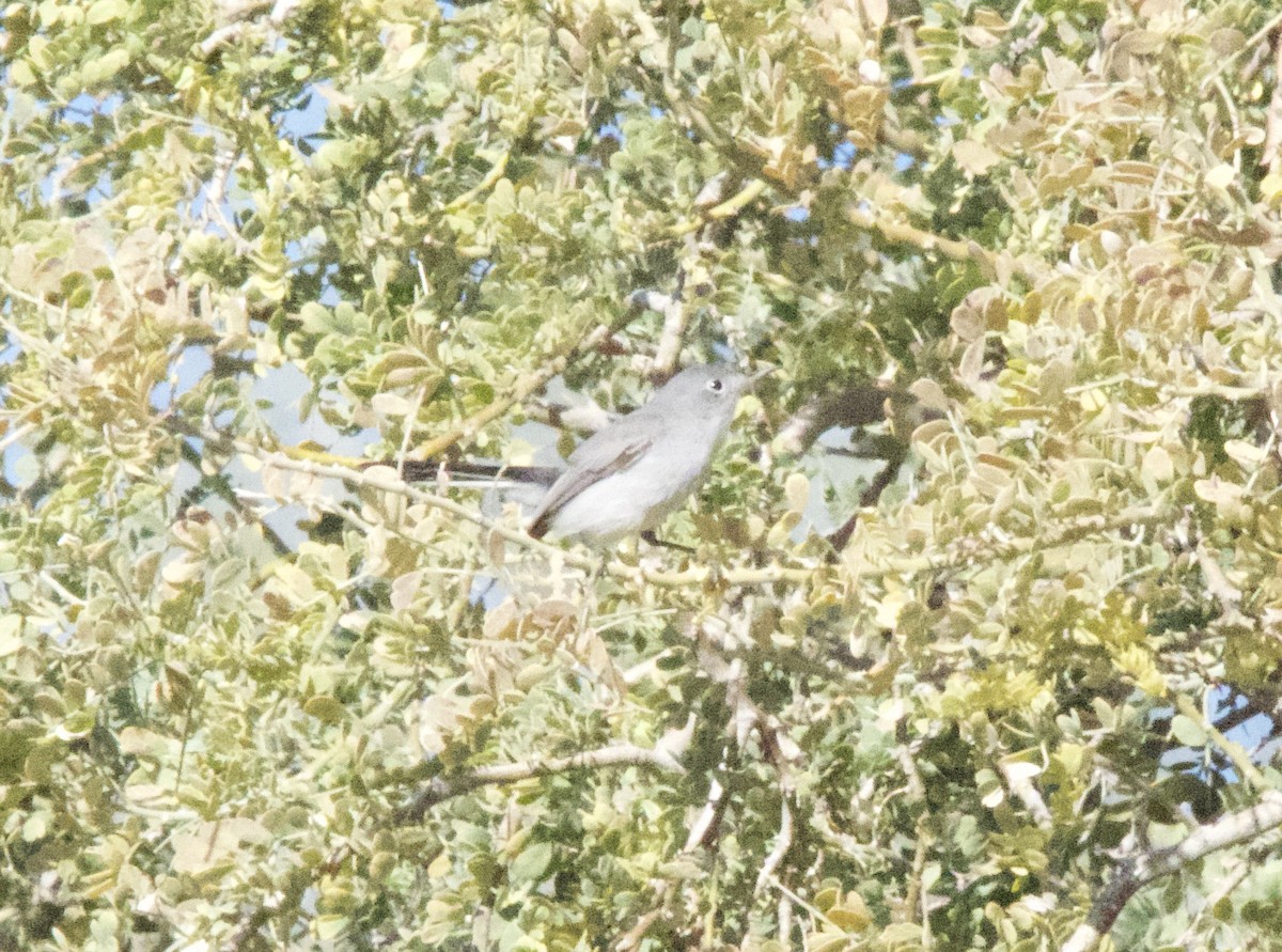 Black-tailed Gnatcatcher - ML203172511