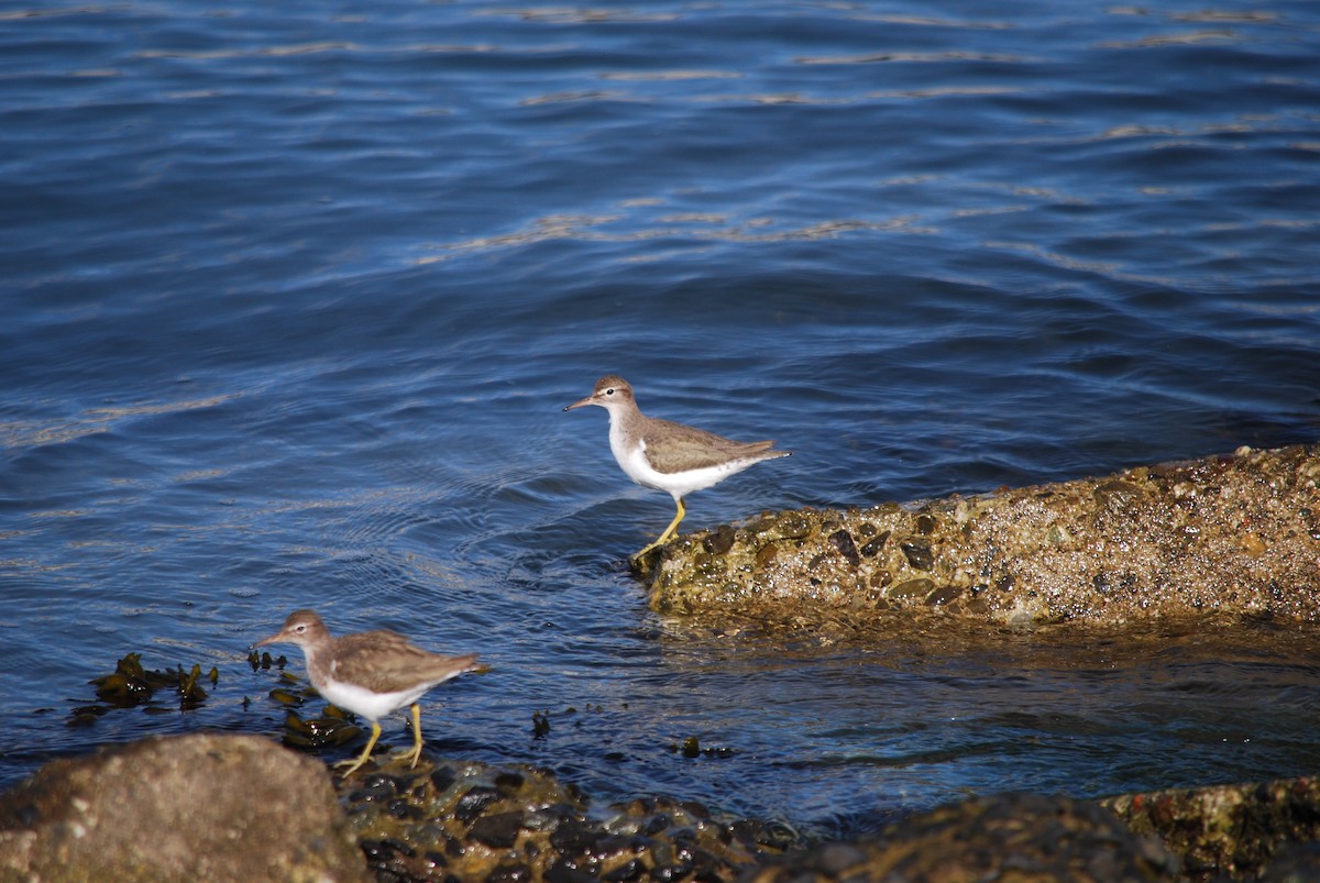 Spotted Sandpiper - ML203173511